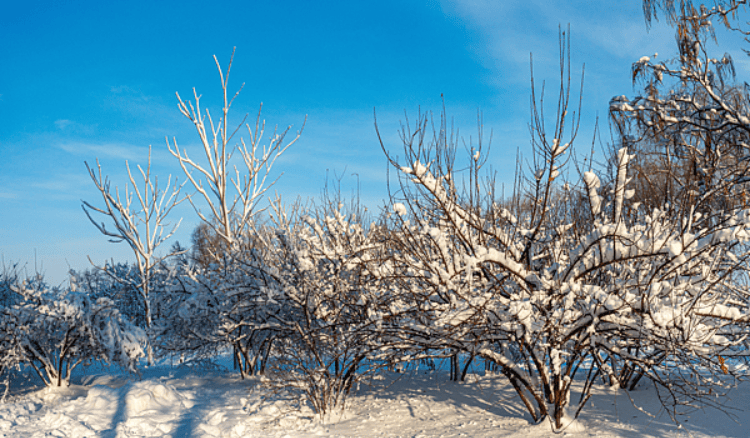 今日大雪：仲冬时节开始 北方降雪增多寒彻骨 南方降雨为主